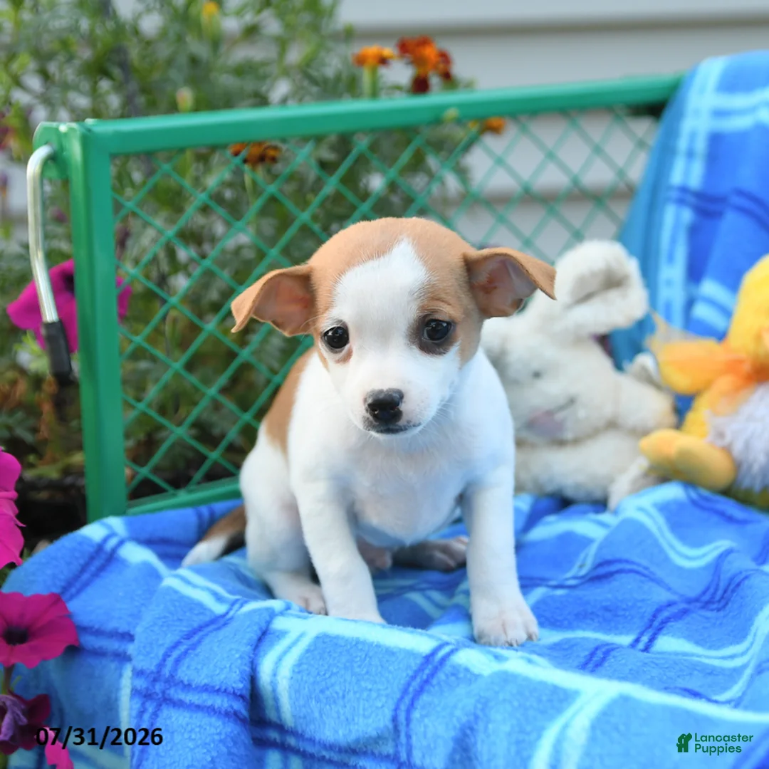 Mixed Breed dogs for sale: Ticker - Ad 5