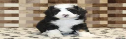 Mini Bernedoodle dogs for sale: Diego - Ad 3