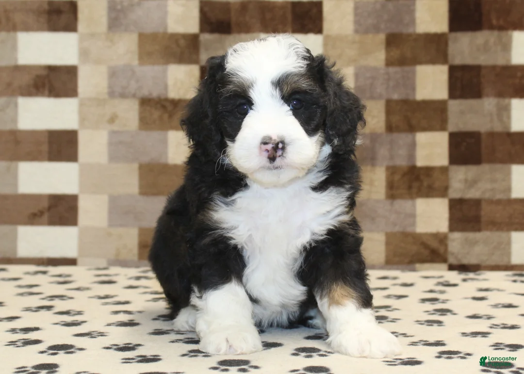 Mini Bernedoodle dogs for sale: Diego - Ad 3