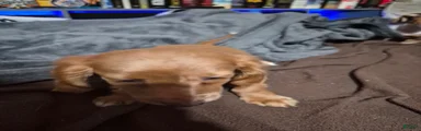 Bambi