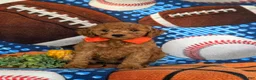 Cavapoo dogs for sale: Franklin Hypoallegenic - Ad 2