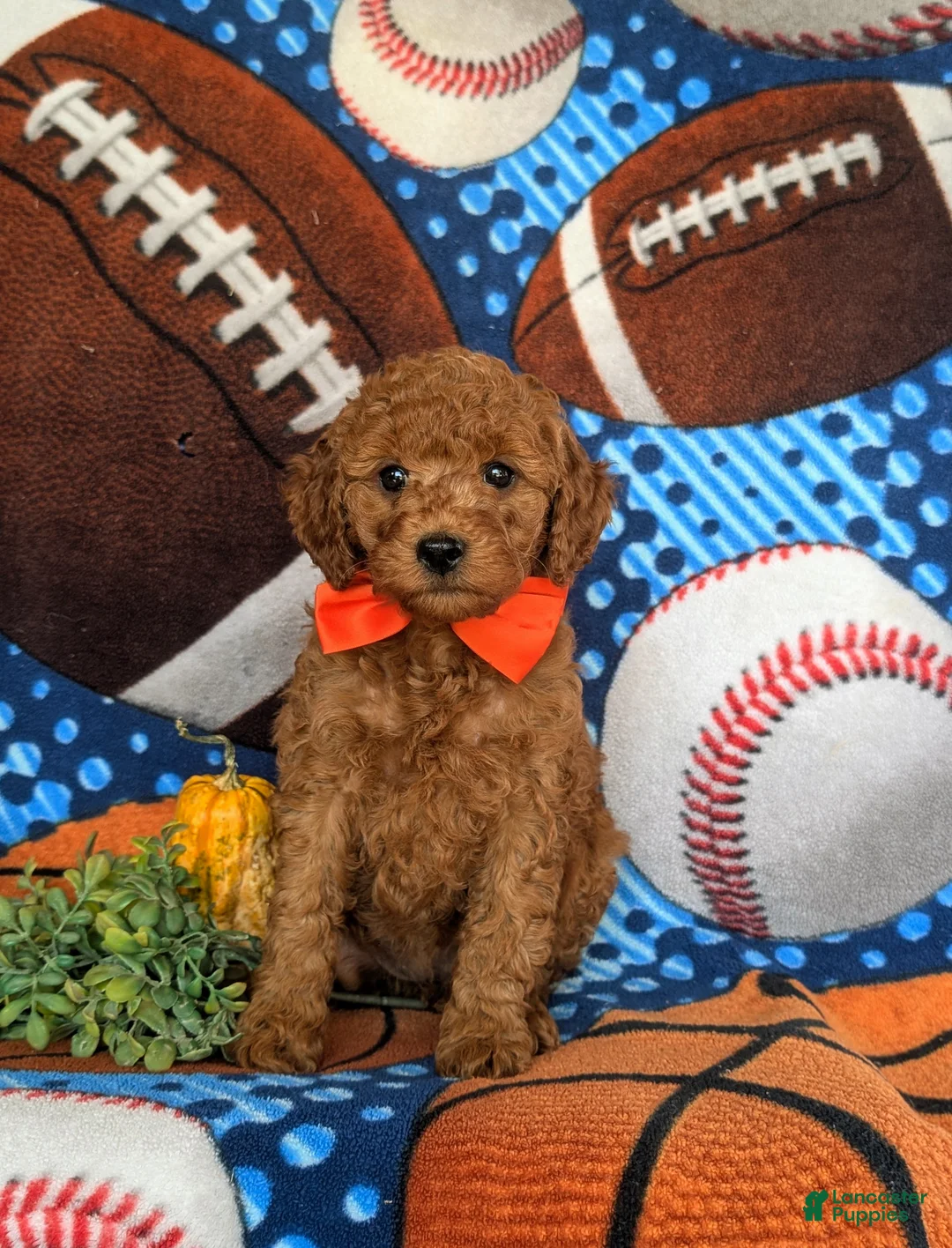Cavapoo dogs for sale: Franklin Hypoallegenic - Ad 2