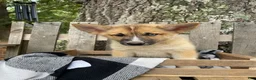 Pomsky dogs for sale: Cooper - Ad 4