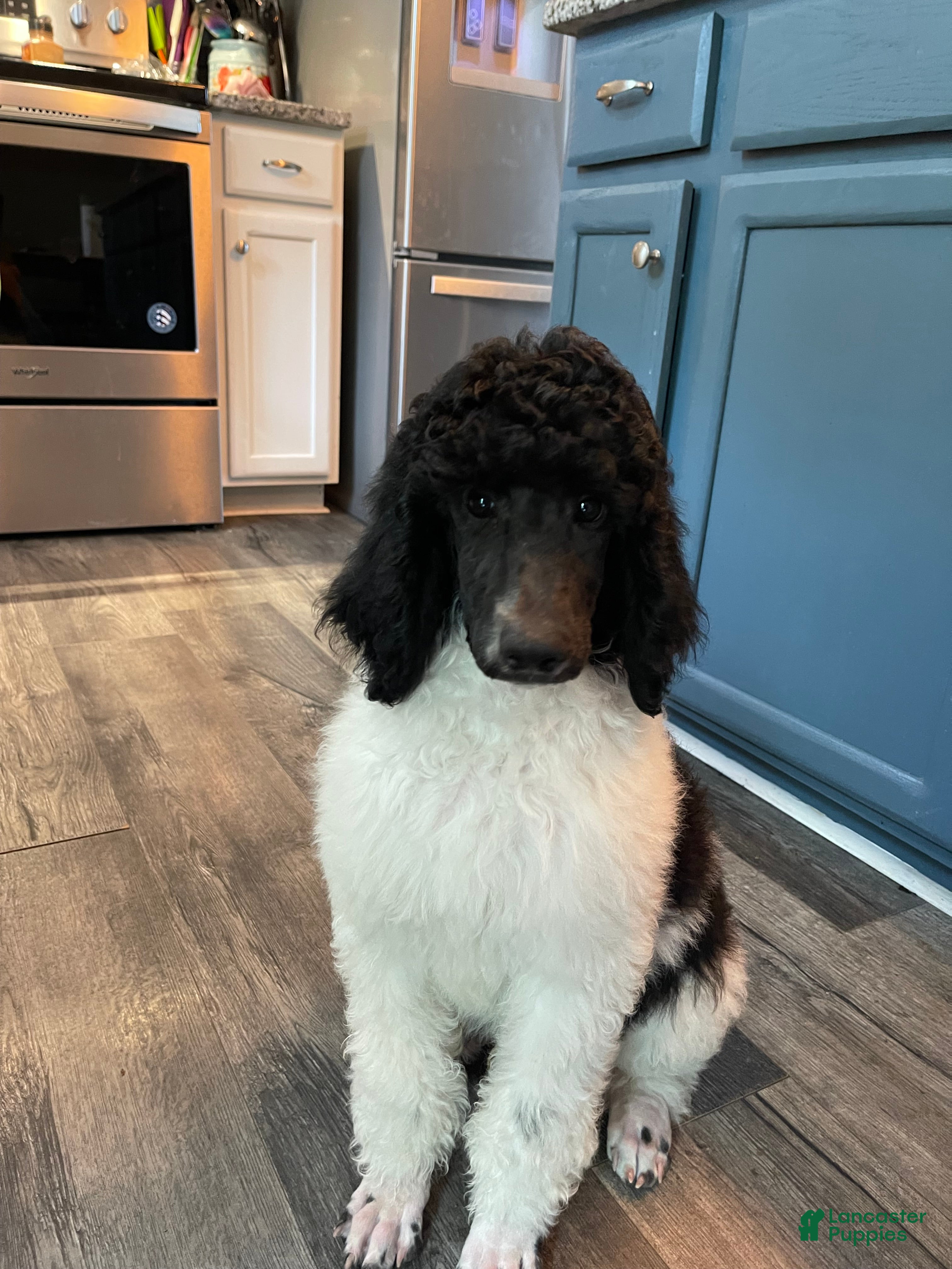 Standard Poodle dogs Standard Poodle 3 - Ad 20