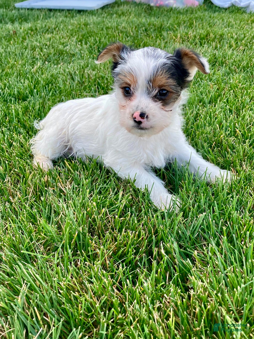 Yorkshire Terrier dogs for sale: Ava - Ad 7