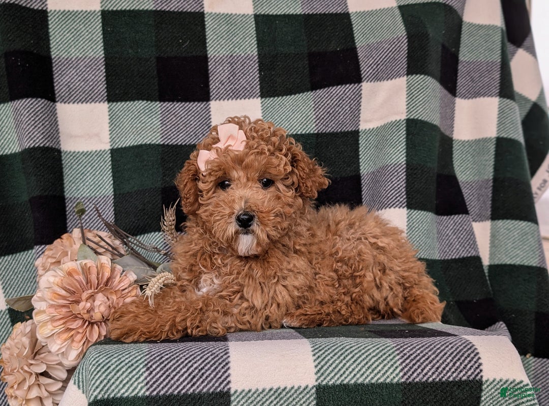 Miniature Poodle dogs for sale: Priscilla 9 lbs Full Grown - Ad 6