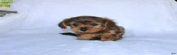 Yorkiepoo dogs for sale: Evan  - Ad 7