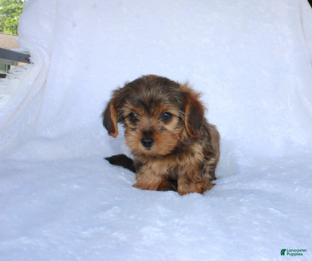 Yorkiepoo dogs for sale: Evan  - Ad 7