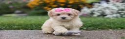 Mixed Breed dogs for sale: Brianna - Ad 9