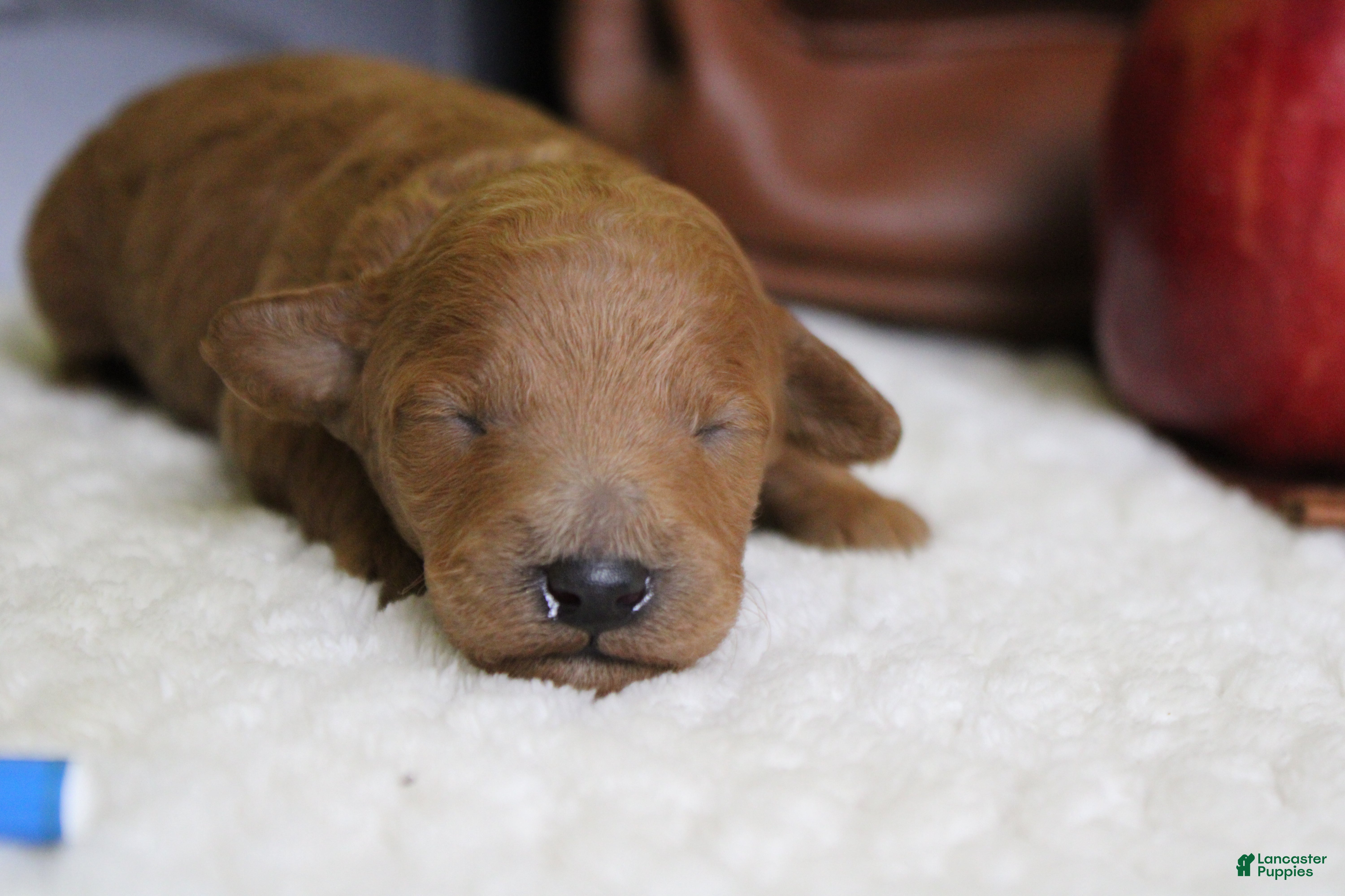 Mixed Breed dogs Seville - Ad 41