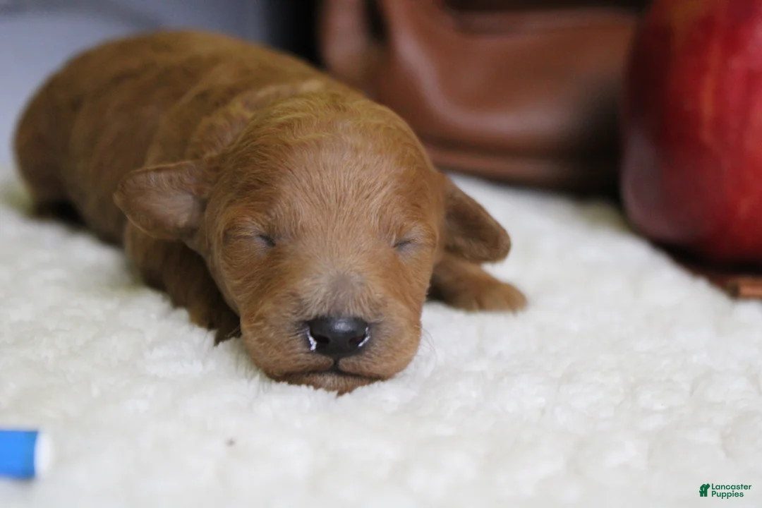 Mixed Breed dogs for sale: Seville - Ad 1