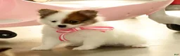Pomeranian dogs for sale: Shelly - Ad 9