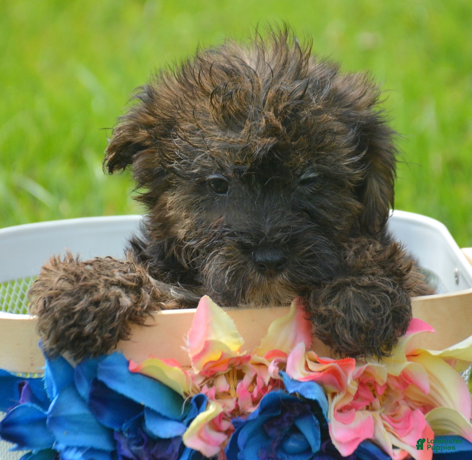 Yorkiepoo dogs Yorkiepoo Percy - Ad 42