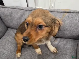 Mixed Breed dogs for sale: Mesa Corgi Mixed Small Breed Puppy - Ad 1