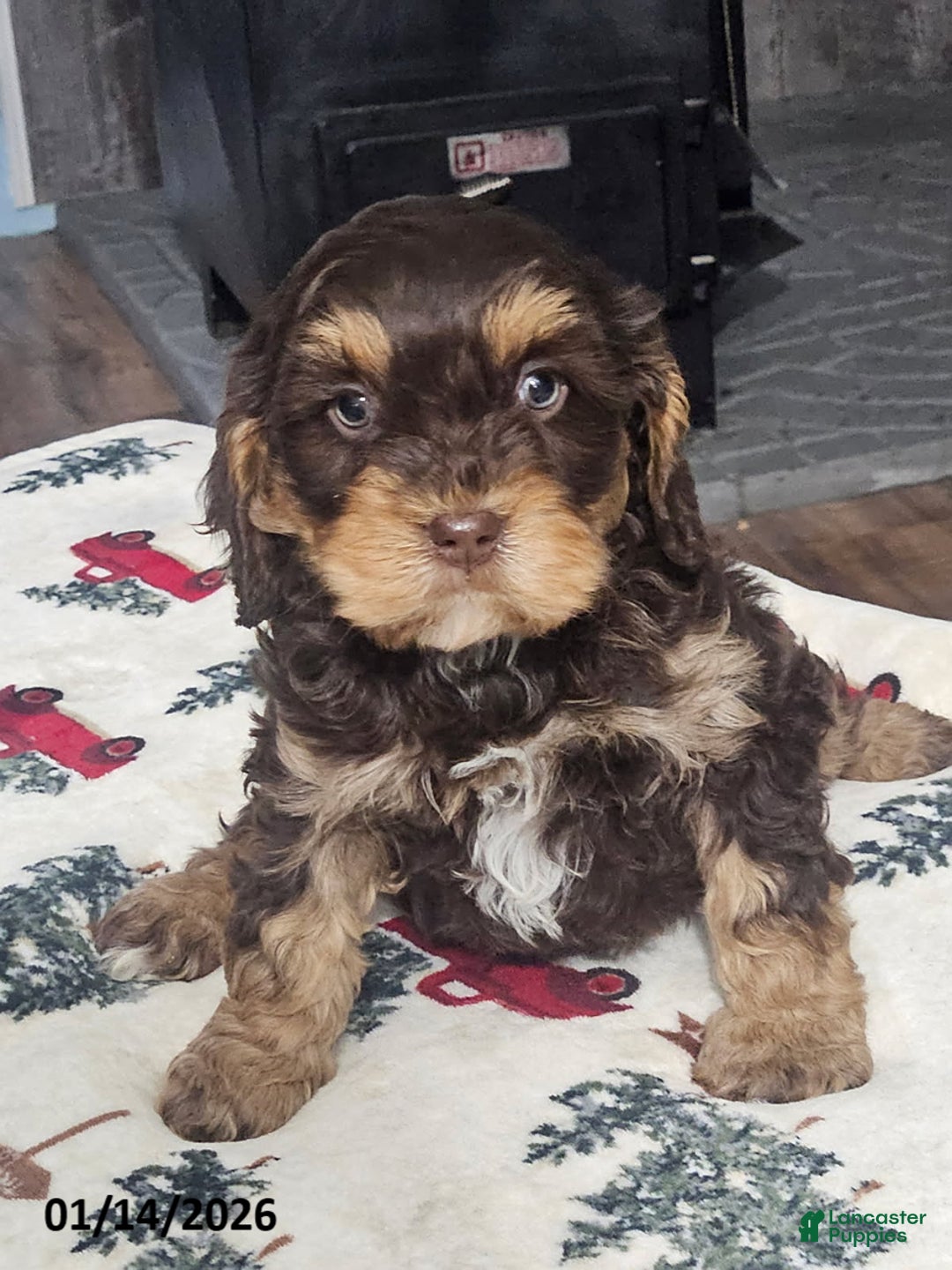 Cavapoo dogs for sale: Cocoa - Ad 5