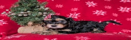Havapoo dogs for sale: Cali Ready for Christmas!!! - Ad 4
