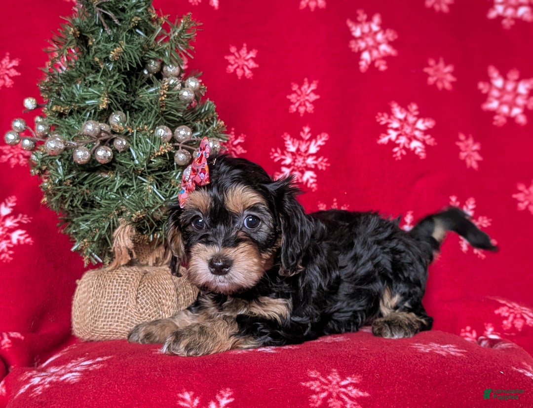 Havapoo dogs for sale: Cali Ready for Christmas!!! - Ad 4