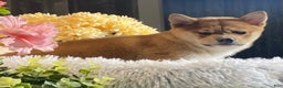 Shiba Inu dogs for sale: Isabella  - Ad 5