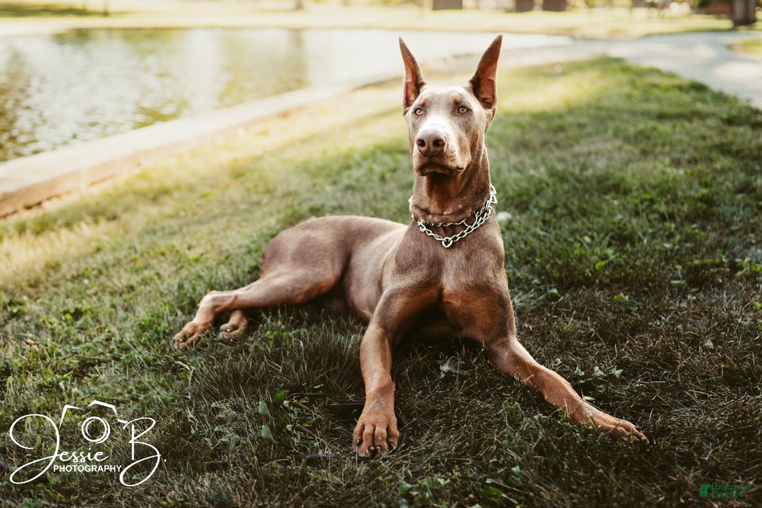 Doberman Pinscher dogs for sale: Blue boy  - Ad 3