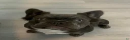 French Bulldog dogs for sale: Teddy  - Ad 8