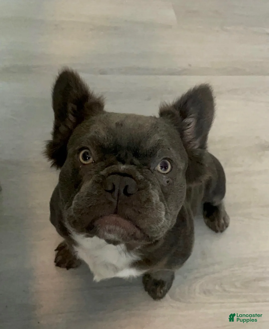 French Bulldog dogs for sale: Teddy  - Ad 8