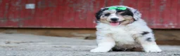 Miniature Australian Shepherd dogs for sale: LANDON [ new pictures] - Ad 22