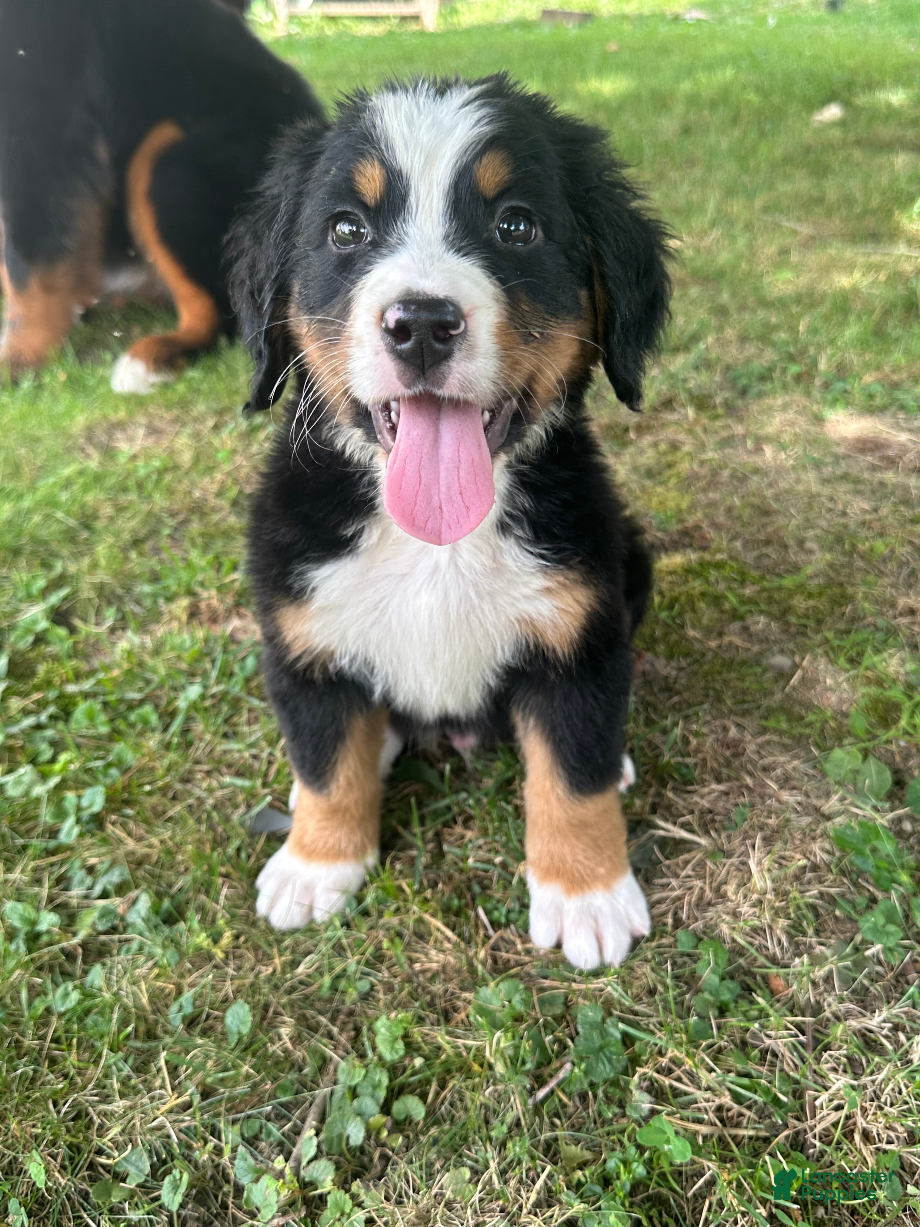 Bernese Mountain Dog dogs Jack - Ad 1