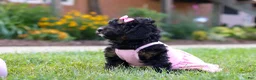 Bernedoodle dogs for sale: Paris - Ad 4