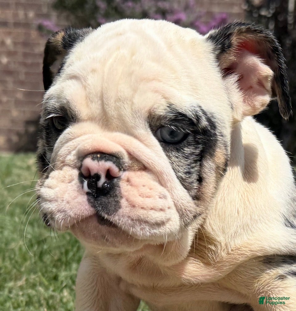 English Bulldog dogs Yoshi  - Ad 1