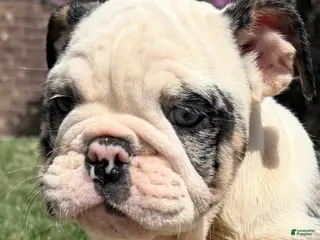 English Bulldog dogs for sale: Yoshi - Ad 3