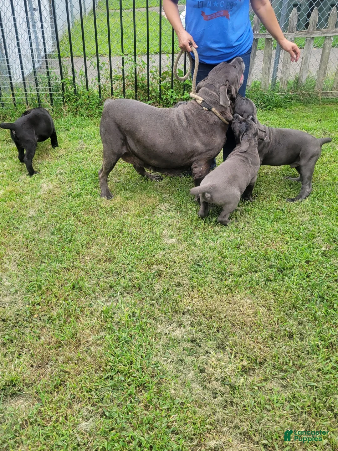 Cane Corso dogs for sale: Cane Corso 4 - Ad 2
