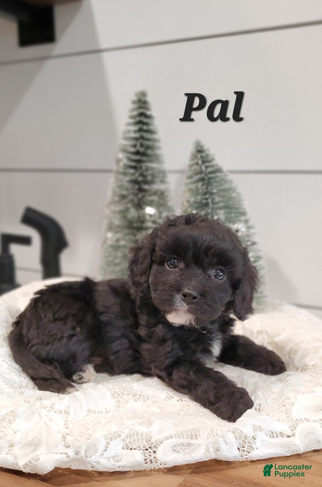 Cavapoo dogs for sale: Pal - Ad 3