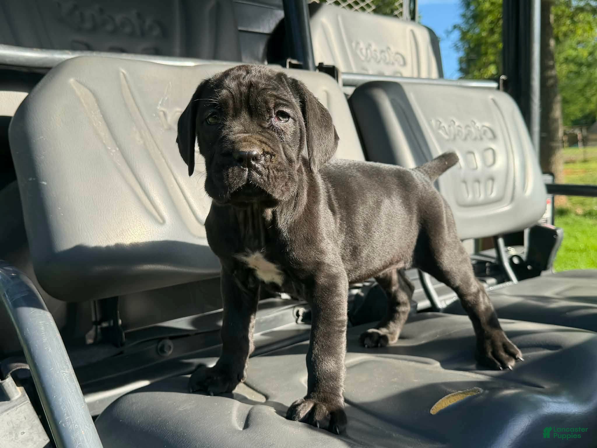 Neapolitan Mastiff dogs Neapolitan Mastiff Puppy 1 - Ad 4