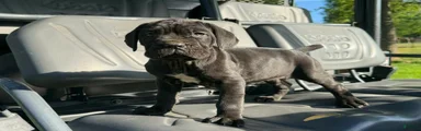 Neapolitan Mastiff Puppy 1