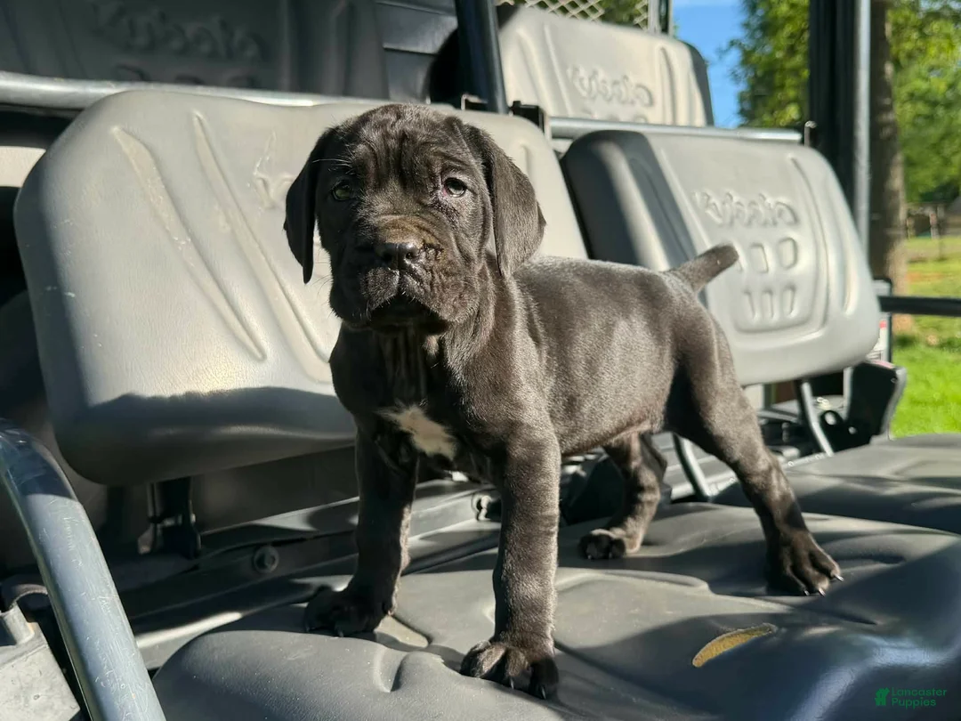 Neapolitan Mastiff dogs for sale: Neapolitan Mastiff Puppy 1 - Ad 1