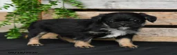 Mixed Breed dogs for sale: Bear - Ad 4