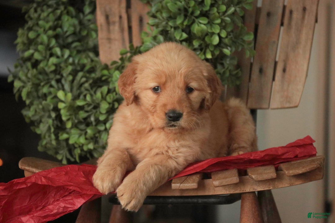 Golden Retriever dogs for sale: Serenity - AKC - Ad 4