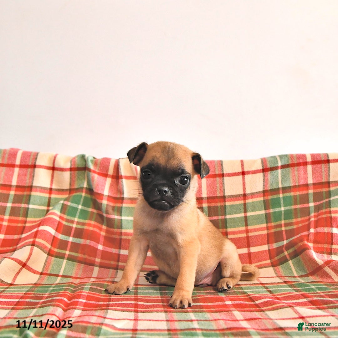 Jug dogs for sale: Mavis - Ad 4