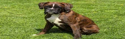 Boxer dogs for sale: Brindley  - Ad 3