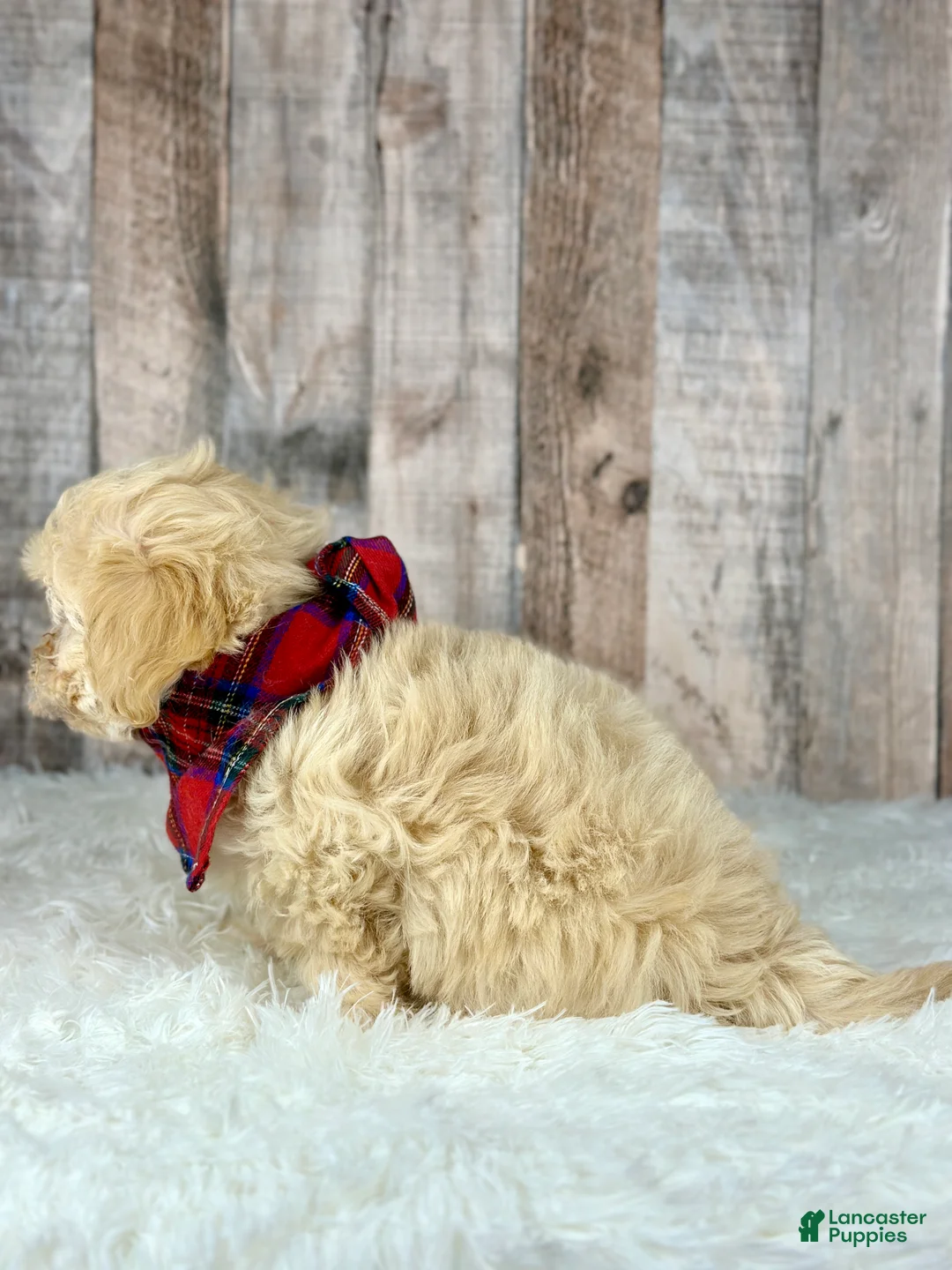 Maltipoo dogs for sale: Girl Abby - 0006 - Ad 2