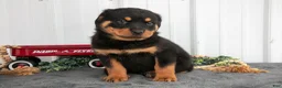 Rottweiler dogs for sale: Sally - Ad 3