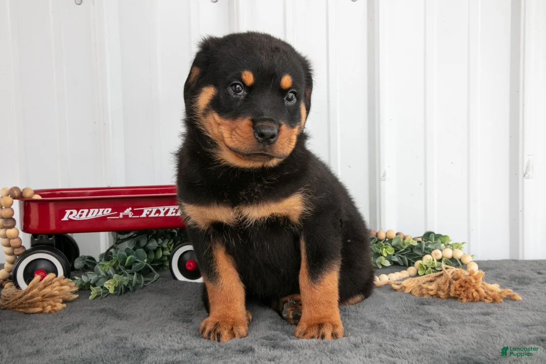 Rottweiler dogs for sale: Sally - Ad 3