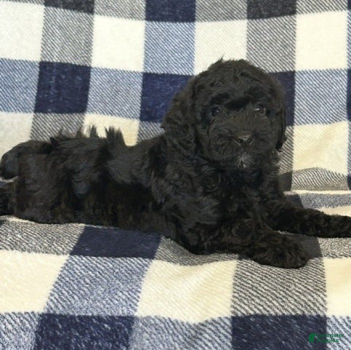 Miniature Poodle dogs for sale: Blacky - Ad 6
