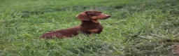 Miniature Dachshund dogs for sale: Rosie - Ad 11