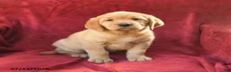 Goldador dogs for sale: Cinnamon - Ad 2