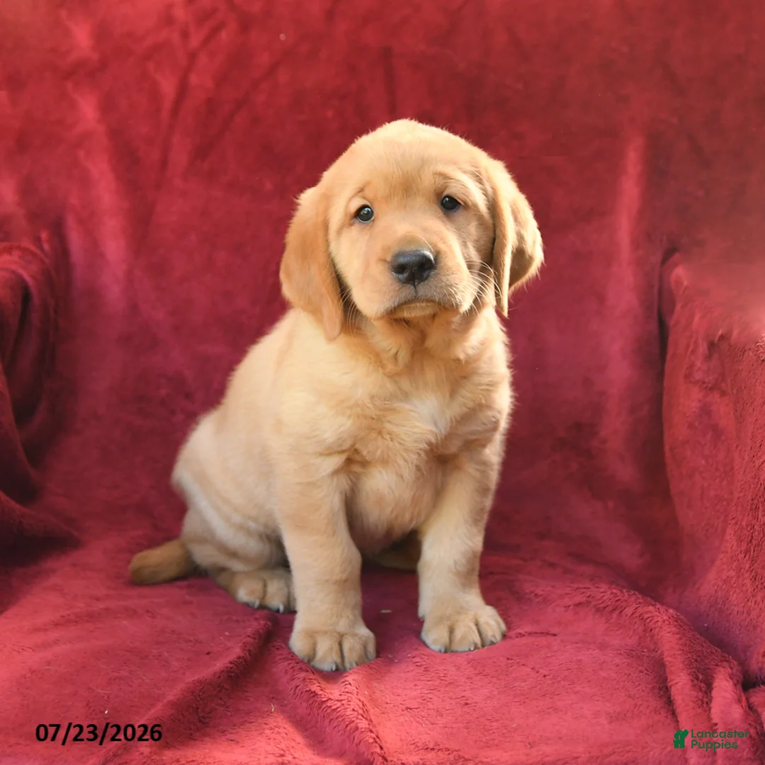 Goldador dogs for sale: Cinnamon - Ad 2
