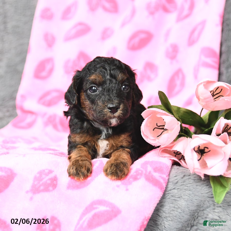 Bichpoo dogs Daisy - Ad 2