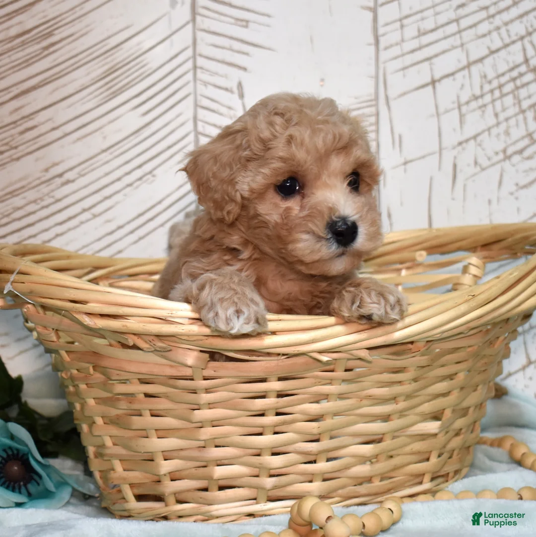 Bichpoo dogs for sale: Maui - Ad 1