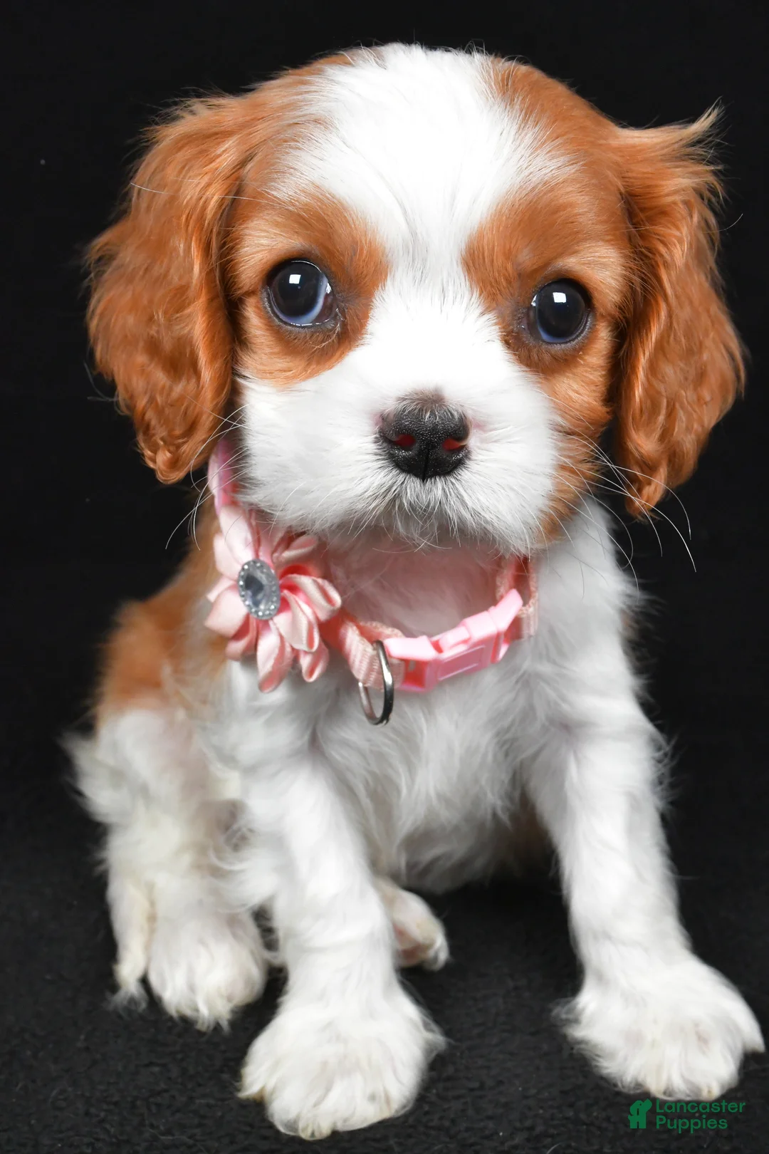 Cavalier King Charles Spaniel dogs for sale: Ruby - Ad 9