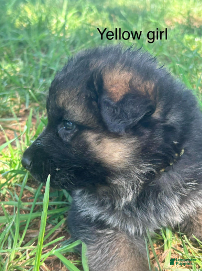German Shepherd dogs for sale: Yellow Girl - Ad 4